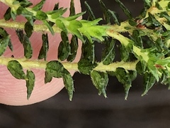 Agathosma cerefolium