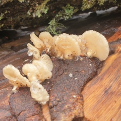 Crepidotus variabilis