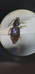 Bembidion siticum