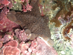 Pentagonaster pulchellus