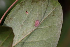 Petalostigma pubescens