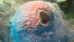 Umimayanthus parasiticus