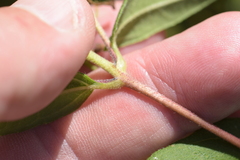 Helianthus strumosus