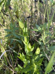 Gentianopsis crinita