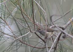 Acanthiza pusilla