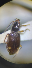 Bembidion siticum
