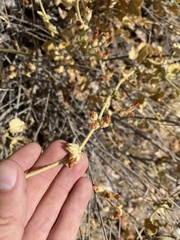 Malacothamnus orbiculatus