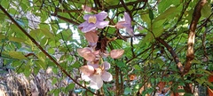 Thunbergia grandiflora