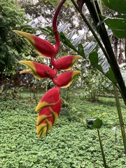 Heliconia rostrata