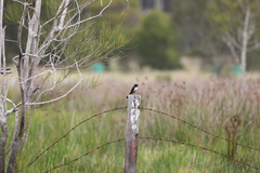 Rhipidura leucophrys