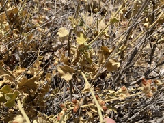 Malacothamnus orbiculatus