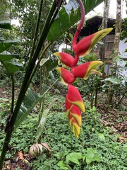 Heliconia rostrata