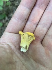 Cantharellus flavus