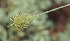 Cyperus plukenetii