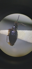 Bembidion siticum