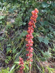 Pterospora andromedea