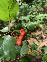 Crataegus laevigata