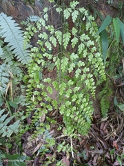 Asplenium pseudolaserpitiifolium