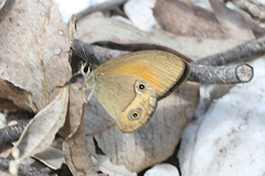 Hypocysta adiante