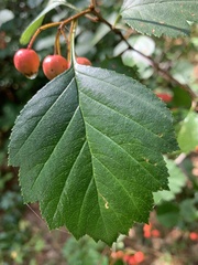 Crataegus laevigata