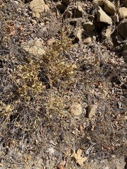 Malacothamnus orbiculatus