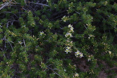 Calytrix