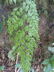 Asplenium pseudolaserpitiifolium