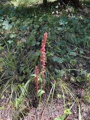 Pterospora andromedea