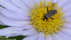 Adelphocoris triannulatus