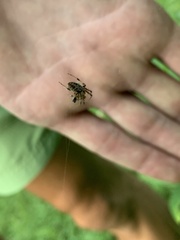 Neoscona arabesca