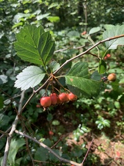 Crataegus laevigata