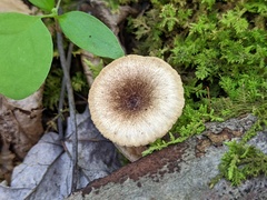 Lactarius griseus