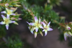 Calytrix