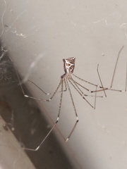 Crossopriza lyoni