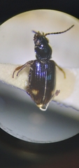 Bembidion siticum