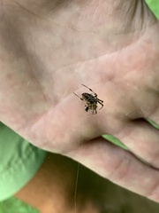 Neoscona arabesca
