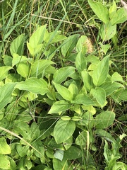 Cornales