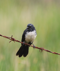 Rhipidura leucophrys