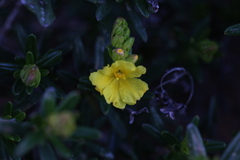 Hibbertia spicata