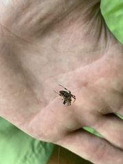 Neoscona arabesca
