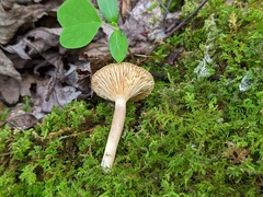 Lactarius griseus