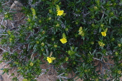 Hibbertia spicata
