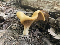 Cantharellus flavus