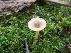 Lactarius griseus
