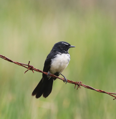 Rhipidura leucophrys