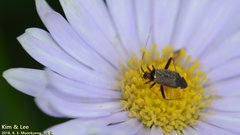 Adelphocoris triannulatus
