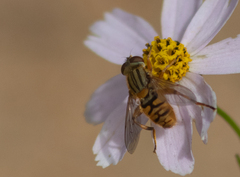 Parhelophilus divisus