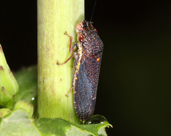 Paraulacizes irrorata