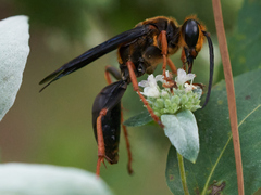 Sphex flavovestitus