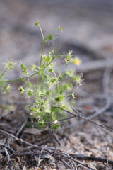Drosera humilis